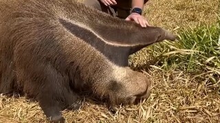 Trenggiling raksasa punya dua kepala?