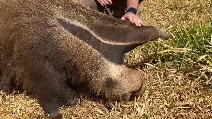 Giant anteater has two heads?