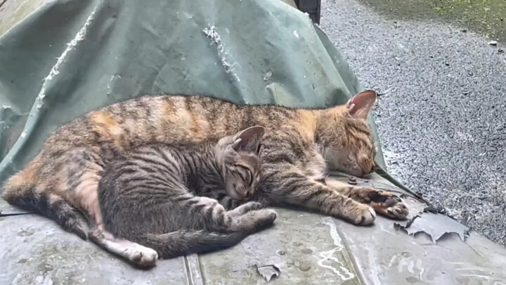 Setelah 23 hari, induk kucing liar membawa anak-anaknya kembali