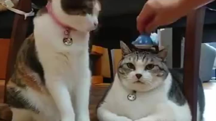 The owner placed a doll on the cat’s head, and when the other cat saw it, it promptly knocked the do