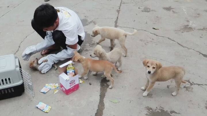 Phá kỷ lục luôn! Nhặt được 5 chú cún con ở chợ rau, nhất định phải bám theo chúng tôi đi.