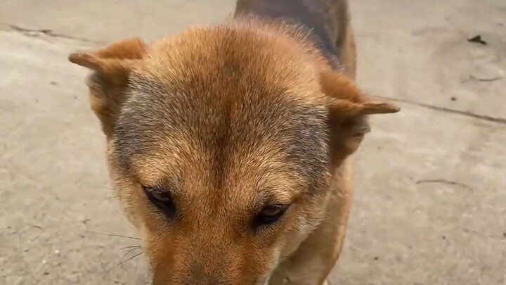 Betapa santainya seekor anjing desa dalam sehari