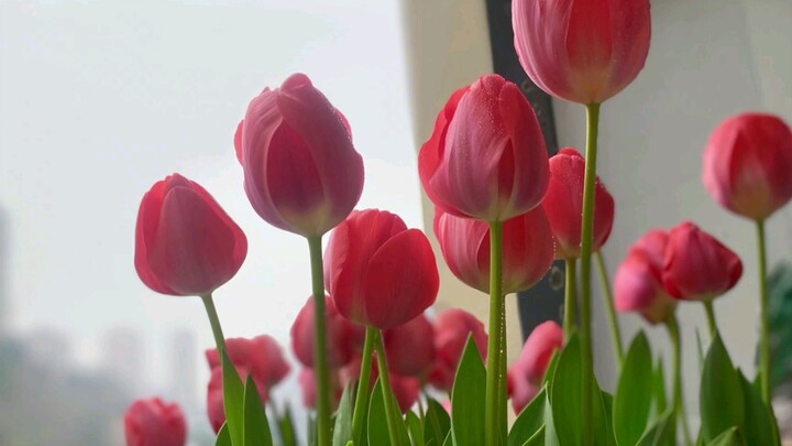 Từng bước từng bước trồng hoa tulip từ hạt giống đến khi nở rộ # Hoa tulip 🌷 Những bông hoa lại nở r