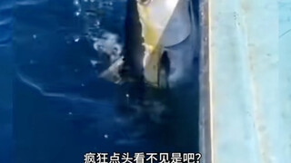 鱼：这辈子没怎么无语过