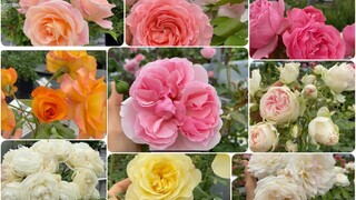 ปลูกกุหลาบ sahara  เลือกซื้อกุหลาบในร้านสวยละลานตามาก