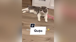 Sức chịu đựng của mèo cũng có giới hạn nha mng meo cat foryou cutecat catlover