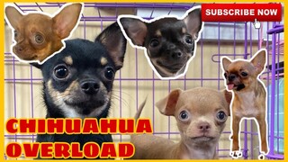 MORNING GRIND WITH CHIHUAHUAS | SUPER MARCOS VLOGS