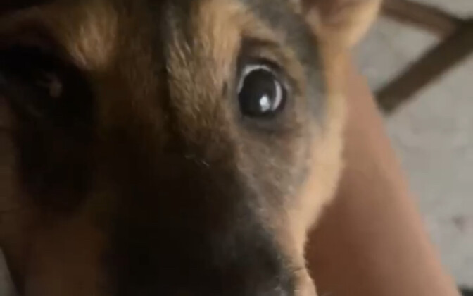 Dogs want to listen to dog songs.