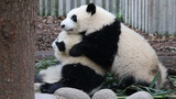 Panda Besar|Keseharian Bermain