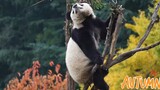 Binatang|Panda Raksasa Memanjat Pohon