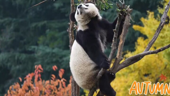 Animal|Giant Panda Climbs Trees