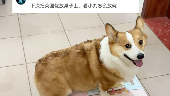 Chó corgi đặt trên bàn ăn