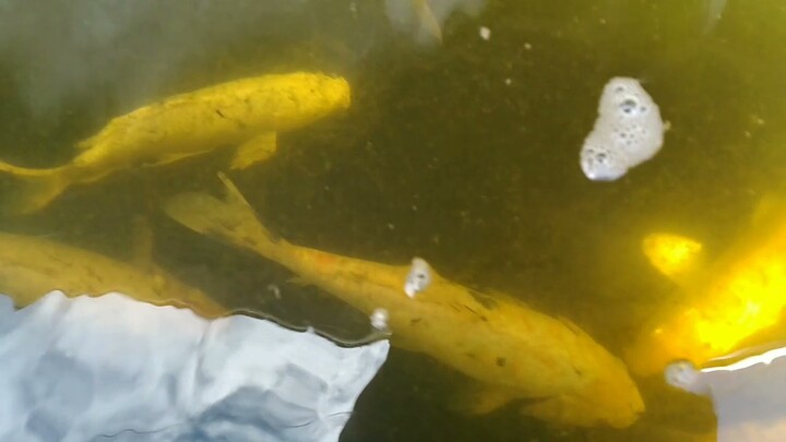 Sunday Morning Hand Feeding for our Koi