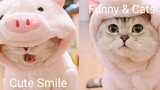 Funny & Cats - รวมน้องแมวน่ารัก 6