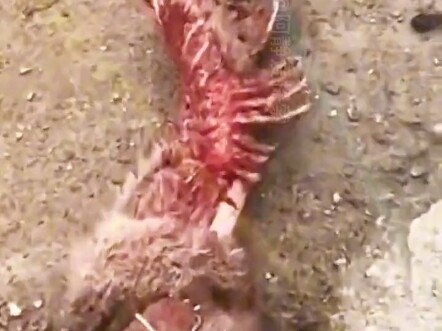 A wild wolf devoured the Kangal dog, leaving only its head behind.