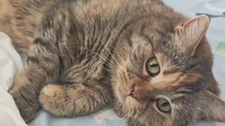 I've prepared the tripe, why aren't you getting up yet?