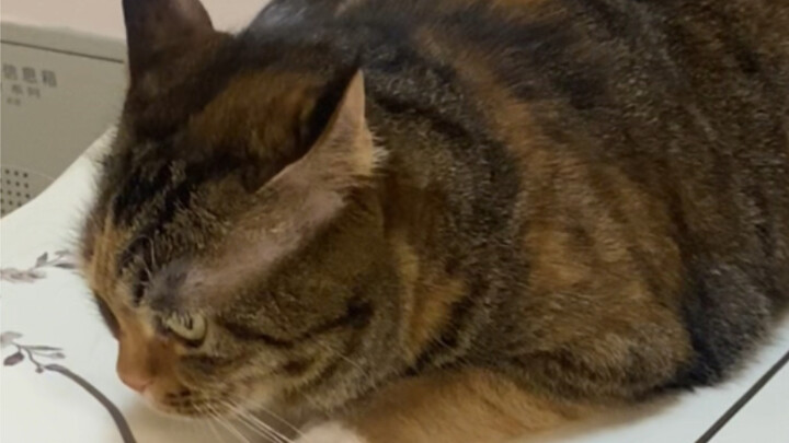 Mèo, đừng! Dừng lại!