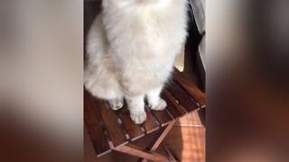 U mê❤️❤️trending meocute meo meow mèoo trend mèo