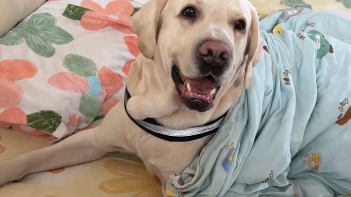 ช่วงตรุษจีนเจ้าหมานี่เหมือนผีสิงเลย!