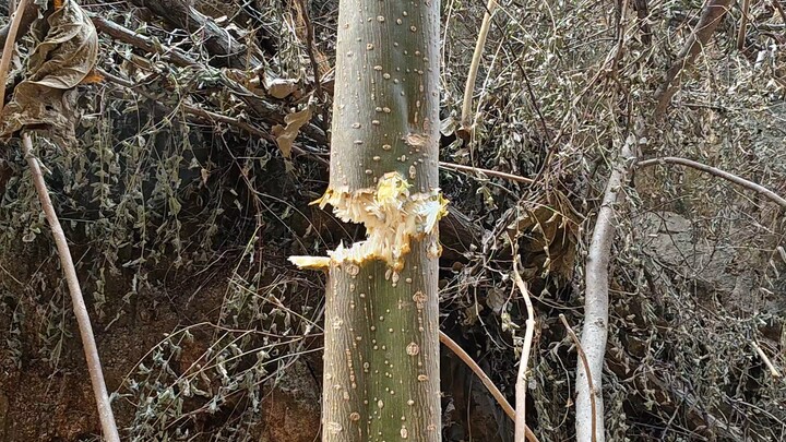 กลับบ้านช่วงปีใหม่เร็วเกินไป