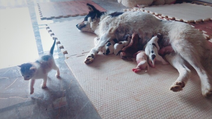 【Stray cat】Why do others have mothers and milk to drink,but I don't!