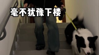 How do new dog owners and experienced dog owners react to stairs?