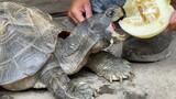 Reptile|The Tortoise Eats a Muskmelon
