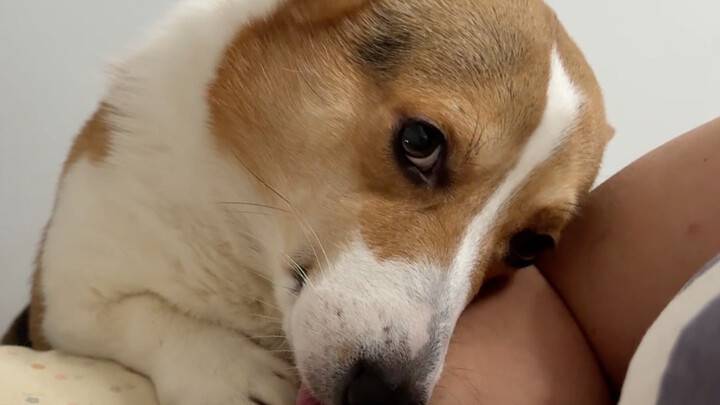 Why do pets seem to prefer men? What on earth is the reason!