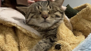 当我把话痨小猫咪塞进衣服里，看过的阿伟都晕倒了（360度撸猫纯享）