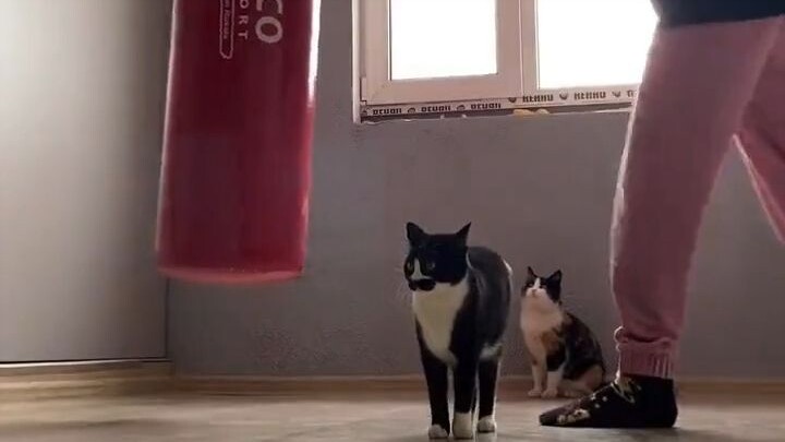 Cú đấm này của cô ấy mà trúng thì chắc tôi chết mất.