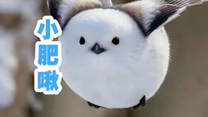 Little Fatty Chirp: So cute it'll kill you—literally!