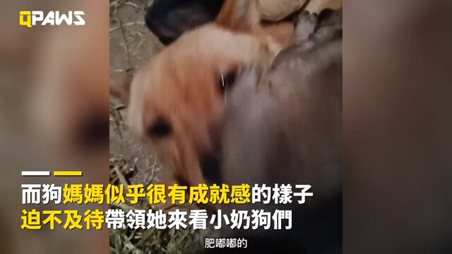 Chó mẹ nóng lòng đưa chủ nhân đến xem đàn cún con mới sinh của mình, bé nào cũng mập mạp dễ thương; 