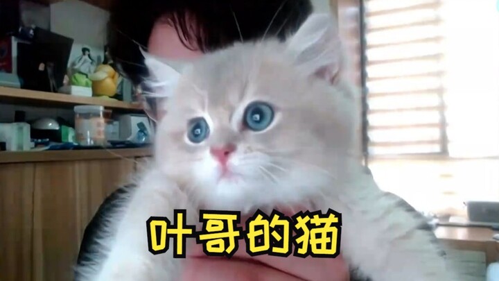ใบไม้ไลฟ์สดโชว์แมวที่ตัวเองเลี้ยง: นี่เป็นครั้งแรกที่เลี้ยงแมว ต่อจากนี้มันจะเป็นสมาชิกในครอบครัวของ