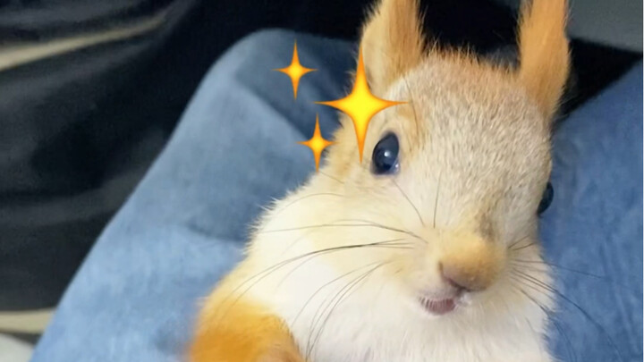 ถูกเสี่ยวสงซวีแอบมองนะ!