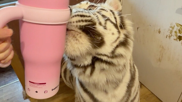 🦓：ฉันอยากได้แอปต่อต้านการหลอกลวงถัดไป🥲