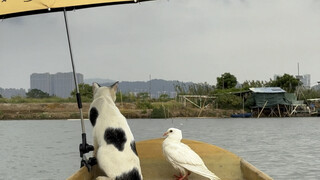 Now even the pigeons are following me fishing!