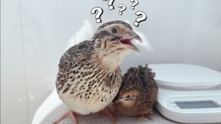The difference between quails and Japanese quail—does anyone still not know?