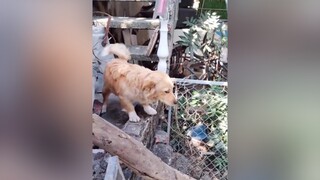 Tội này to quá. Phạt gì đây cả nhà ơi...cunyeucuadua yeucho yeuchomeo cún cúncon chó chómèo chócon chókhôn yeuchomeo chócute pet dog
