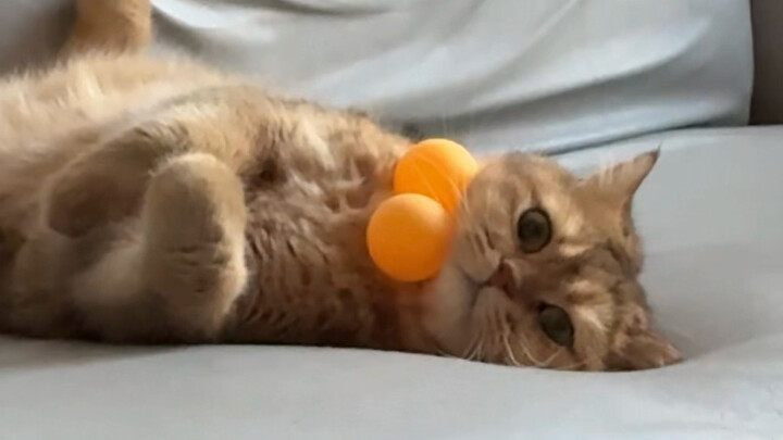 แมวทำหมันแล้ว ยังถอนคำสั่งได้?! (ตอนต่อ)