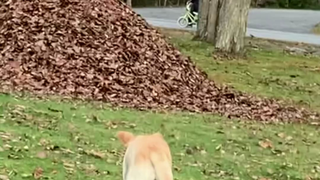 ตอนที่เจ้าหมากระโดดใส่ใบไม้ มันมีความสุขจริงๆเลย