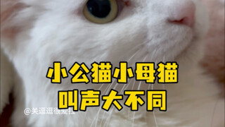 Ini pertama kalinya saya merasakan perbedaan panggilan kucing jantan dan betina secara intuitif #狸花猫