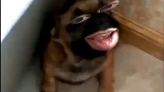 假如动物会说话