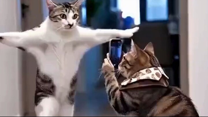 One Cat Is Dancing While the Other Reords the Video… This Is Too Funny!  I Can’