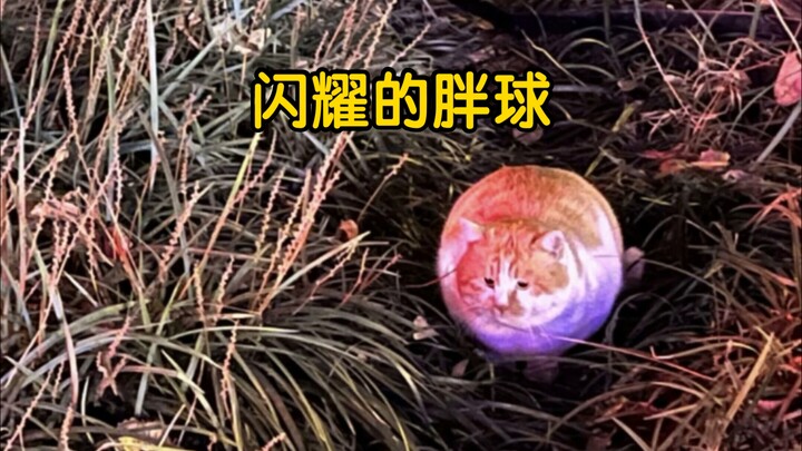 Kucing, "Kamu sudah kehabisan kata-kata? Dari sepuluh kalimat sembilan selalu membahas gemuk, apa ak