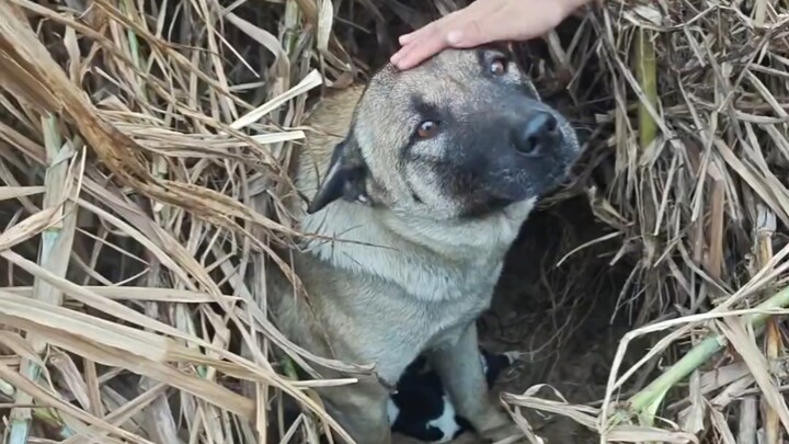 Seluruh keluarga sudah mencari sepanjang hari, ternyata si anjing melahirkan anak-anaknya di luar da