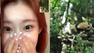 【ITZY Li Cailing】210717 جلسة توقيع المافيا أدت إلى رؤية الطفل للباندا 🐼 #اللقاء الرابع مع Cailing