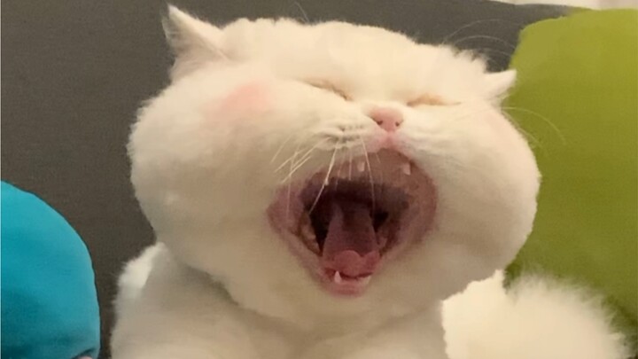 Mèo tốt hay xấu? Thì ra meme mèo nổi tiếng trên mạng bắt nguồn từ đây!