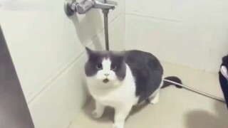 [Satwa] [Cat Person] Kucing ini gendut bukan karena bulunya tebal