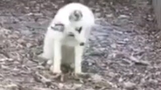 建议改名  反 射 狐