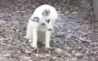 แนะนำให้เปลี่ยนชื่อเป็น Reflection Fox